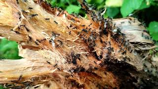 Flying Carpenter ants cut down tree