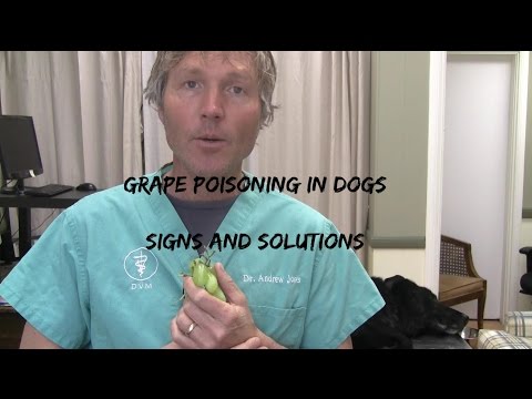 Grape Poisoning In Dogs