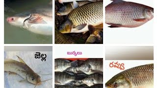 Name of different fishes in telugu