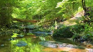 SoloPro #2MinuteCHILL - Rich Fork Creek with Log in Spring