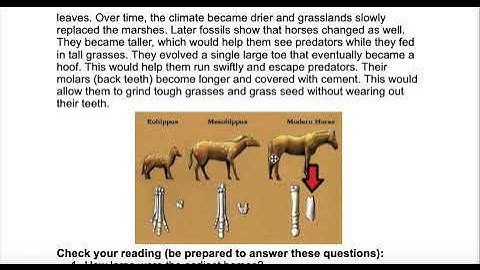 Patterns in fossil record background information READ OUT LOUD