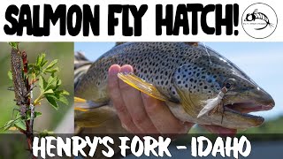 Fly Fishing: Henry's Fork: SALMON FLY HATCH!!