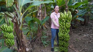 Alone in the forest meet ghost bad guy - Building farm take care of corn - Harvest bananas to sell