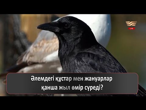 Бейне: Құндыздар қанша өмір сүреді?