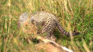 Cheetah hunting Masai Mara Kenya 2020