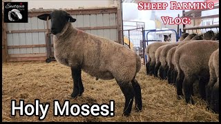Experience The Sights And Sounds Of Sheep Farm Life!