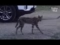 Serval Cat Found Not On The Lands Of Africa, But Suburb Of South Korea?! | Kritter Klub