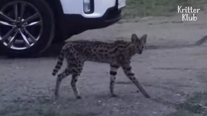 Watch the video about Serval Cat Found Not On The Lands Of Africa, But Suburb Of South Korea?! | Kritter Klub