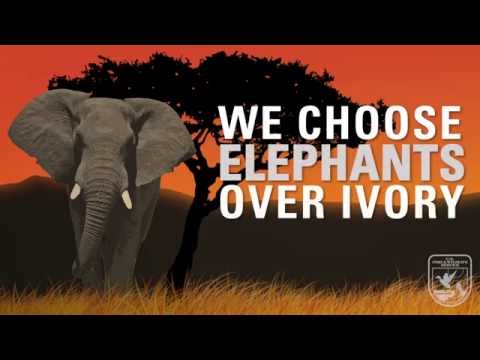 Videó: Mikor tiltották be az elefántcsontot az Egyesült Államokban?