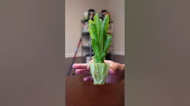 How to REGROW Lettuce - DayDayNews