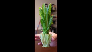 How to REGROW Lettuce