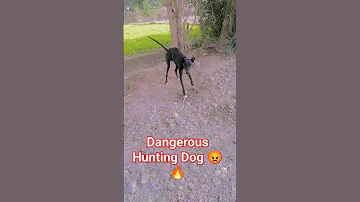 Dangerous Hunting Dog Greyhound Dog| Tazi Dog Hunting| Angry Dogs #greyhound #kangal