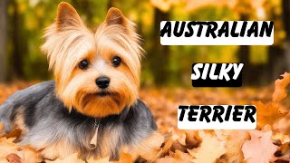 Australian Silky Terrier Pros And Cons | The Good And The Bad