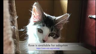 Rose by CARE - Cat Adoption & Rescue Efforts, Inc 48 views 3 years ago 1 minute, 42 seconds