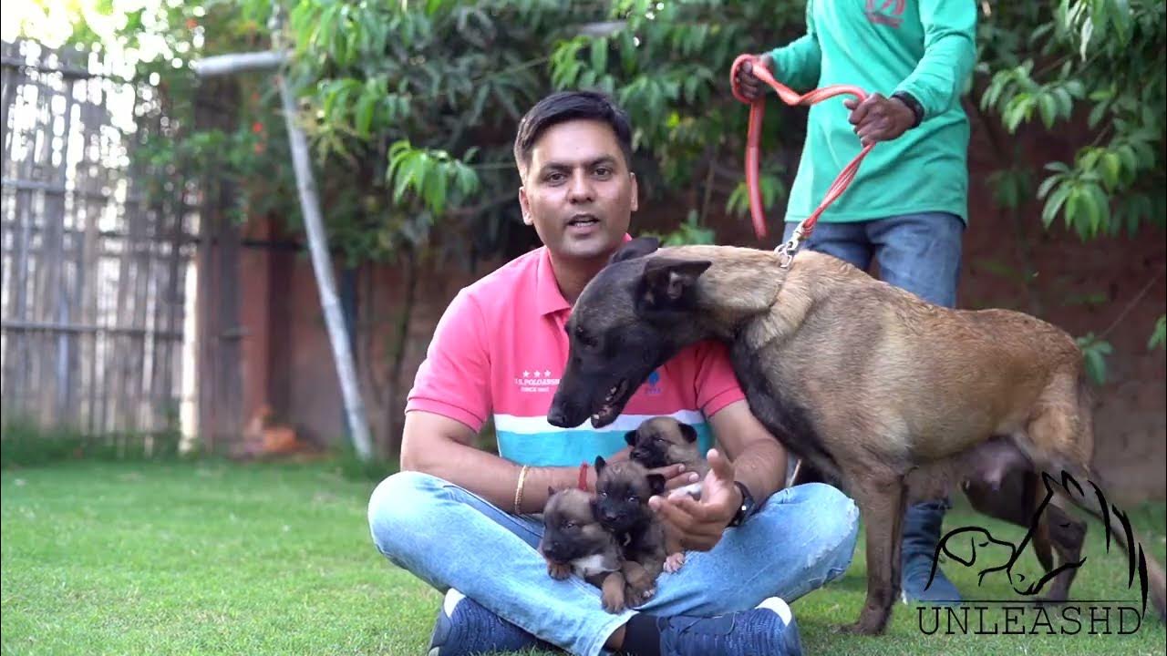 How to Care for Newborn Puppies Tips and Advice YouTube