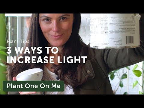 3 Ways to Increase Light In Your Home for Houseplants — Ep 165