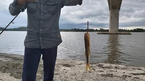 Câu cá ngát cá sủ vàng cầu Mỹ lợi