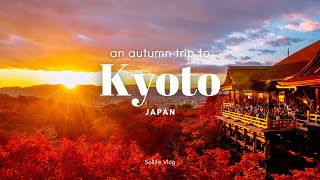 Autumn trip to #Kyoto Japan | autumn leaves &amp; light up, cafe hopping | JAPAN VLOG