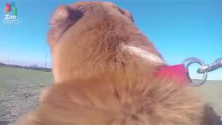 ГоПро и Среднеазиатская Овчарка - Мир глазами собаки / GoPro and Central Asian Shepherd - Go pro dog ГоПро и Среднеазиатская Овчарка - Мир глазами собаки / GoPro and Central Asian Shepherd - Go pro dog