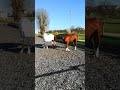 April 2018 - 1. Test - Capi steht mit einem Pferd zusammen! - Teil 1 von 5 April 2018 - 1. Test - Capi steht mit einem Pferd zusammen! - Teil 1 von 5