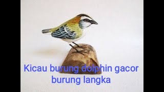 Kicau Burung | burung langka !! dolphin gacor buat masteran