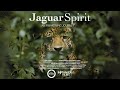 Jaguar spirit an awakening journey  wildlife documentary