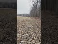 Small 8pt Antler Shed In Cornfield