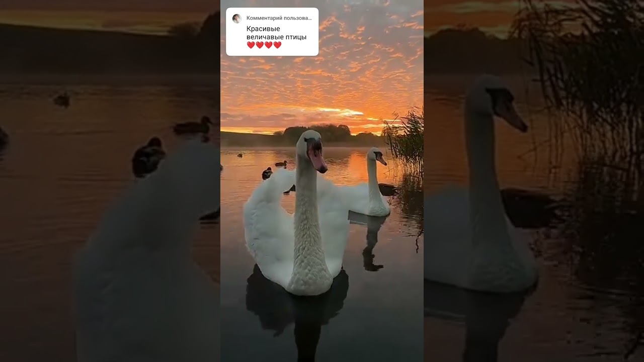@Танечка-25 #спасибозаподдержку 🤝#морезаказать#лебедь#ютубшортс#вдохновение#таджичка