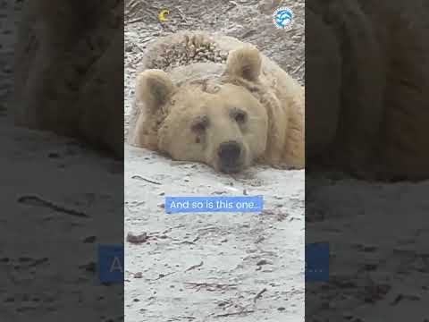 Video: Är björnar aktiva på natten?