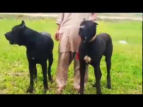 PK Bully Kutta Thor