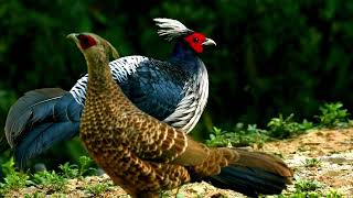 Kalij Pheasants: Beauty of the Himalayan Forests by Familiarity With Animals (FWA) 442 views 1 month ago 2 minutes, 14 seconds