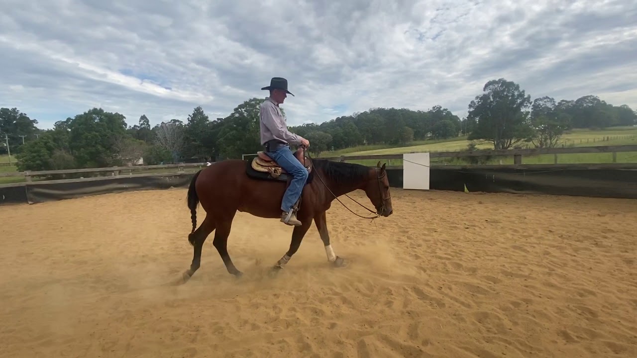 Chester Quarter Horse SOLD YouTube