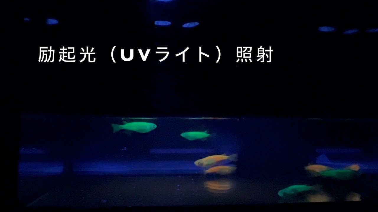 光るメダカ 宇都宮大学 バイオサイエンス教育研究センター Youtube