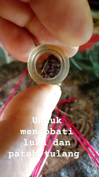 minyak bintang kalimantan