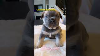 How Many Puppies Could You Handle?🤔 by Gods Creations Daily 922 views 1 year ago 5 minutes, 7 seconds