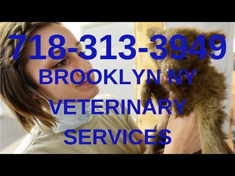 Video: Du Vet Att Du är I Park Slope, Brooklyn När - Matador Network