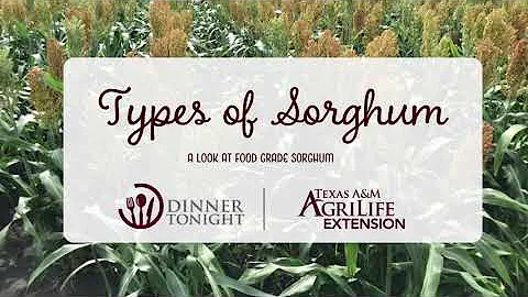 Types of Sorghum + A Look at Food Grade Sorghum - DayDayNews