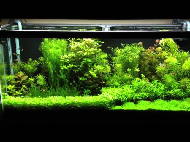 Aquarium Gardens - Still going 💪 after 5 months. Although the Mini Christmas  Moss has taken more of a lead roll over the Cladophora. 🐌 keep the rocks  clean, high 💡 keep