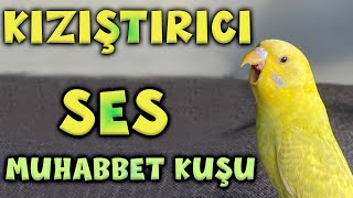 Muhabbet kuşu sesleri Muhabbet kuşu azdırıcı ses  Muhabbet kuşu sesi toplu Resimi