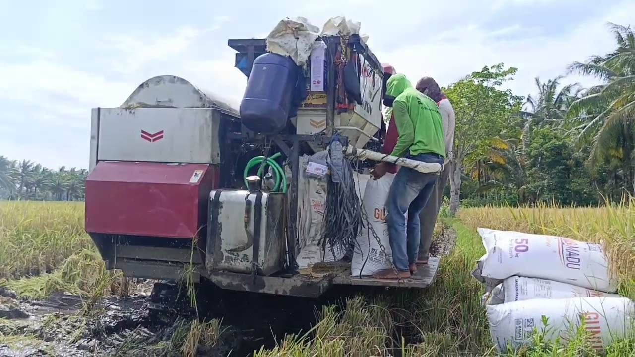 PANEN RAYA PADI KABUPATEN PESISIR BARAT LAMPUNG