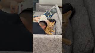 Vocal Cat Feeling Confused As Owner Rubs His Head Against It
