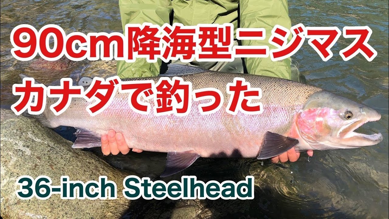 ルアーフィッシング 90cmニジマス 36 Inch Steelhead Fishing In Canada Youtube