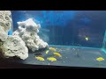 Fish tank yellow cichlid and zebra cichlid