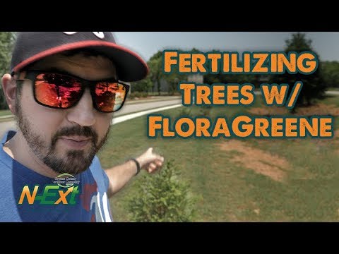 Vídeo: Fertilizante para arborvitae: como e quando alimentar árvores arborvitae