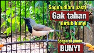 Download Lagu Pancingan sogon agar cepat bunyi dan gacor MP3