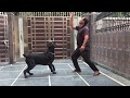 Cane Corso : Italian Mastiff : Guardian Dogs India の動画、YouTube動画。