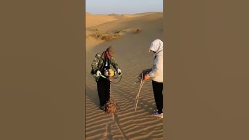 The proper procedure for planting trees in the desert