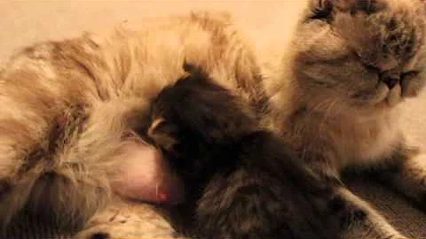 Video 513771: exotic long hair persian, persian kitten long hair