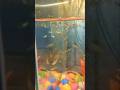 my #aquariumfish #babyfish #trending #vairalshort #sapport