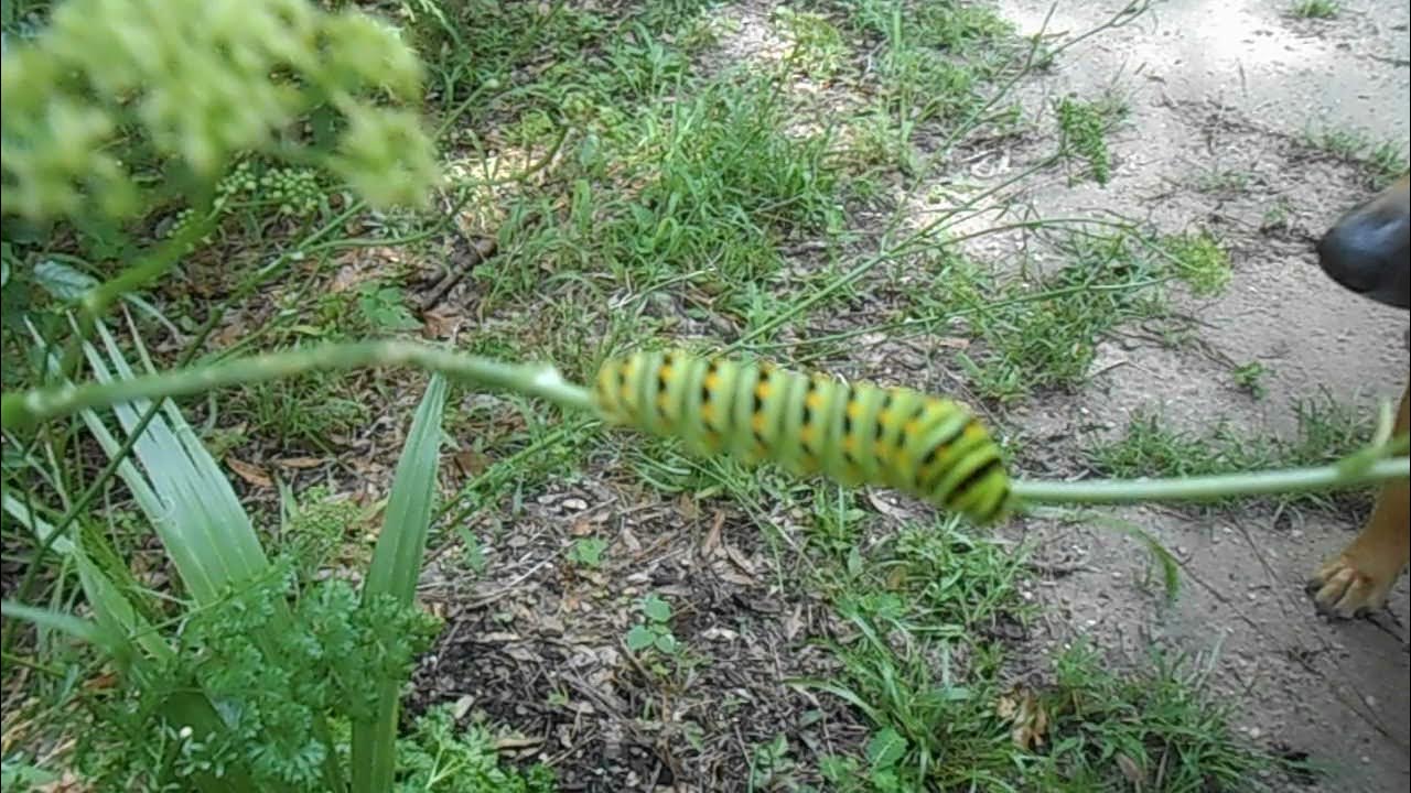 Monarch Butterfly caterpillars on Parsley HSNWFL 7 1 21 Dahlias Maypop